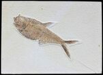 Diplomystus Fossil Fish - Wyoming #71864-1